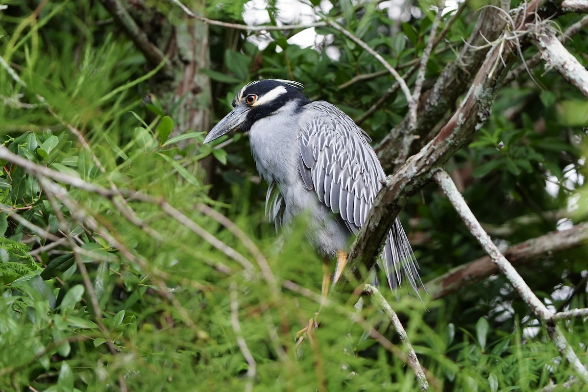 Yellow-crowned Night Heron - ML620680641