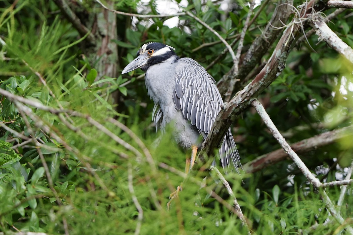 Yellow-crowned Night Heron - ML620680642