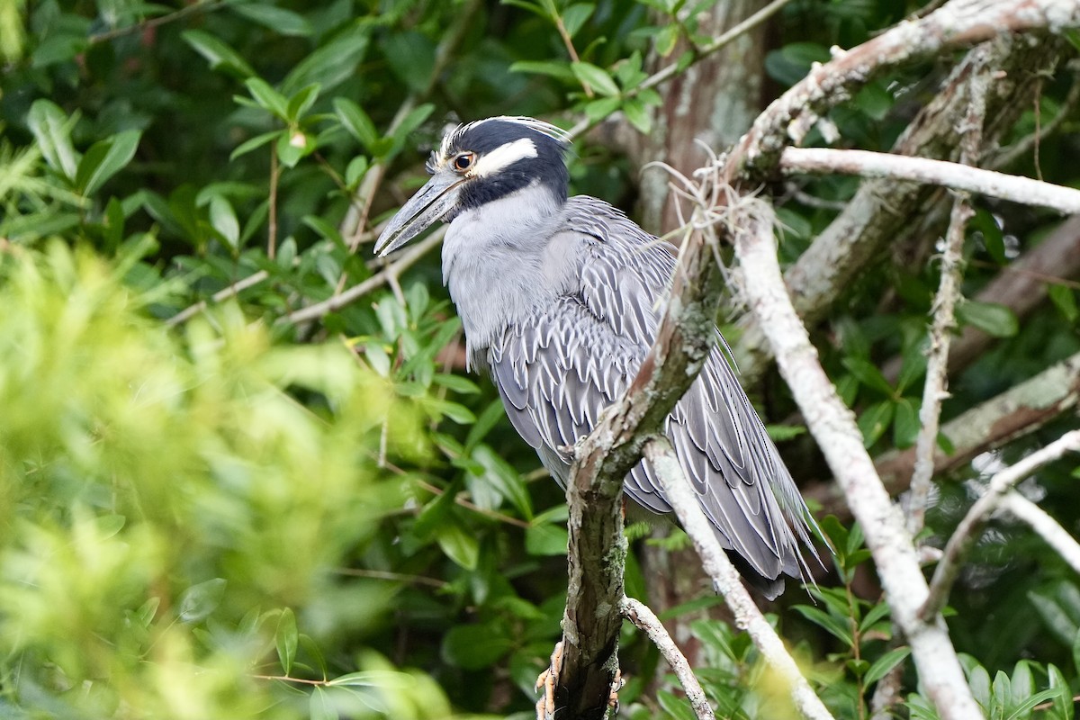 Yellow-crowned Night Heron - ML620680643