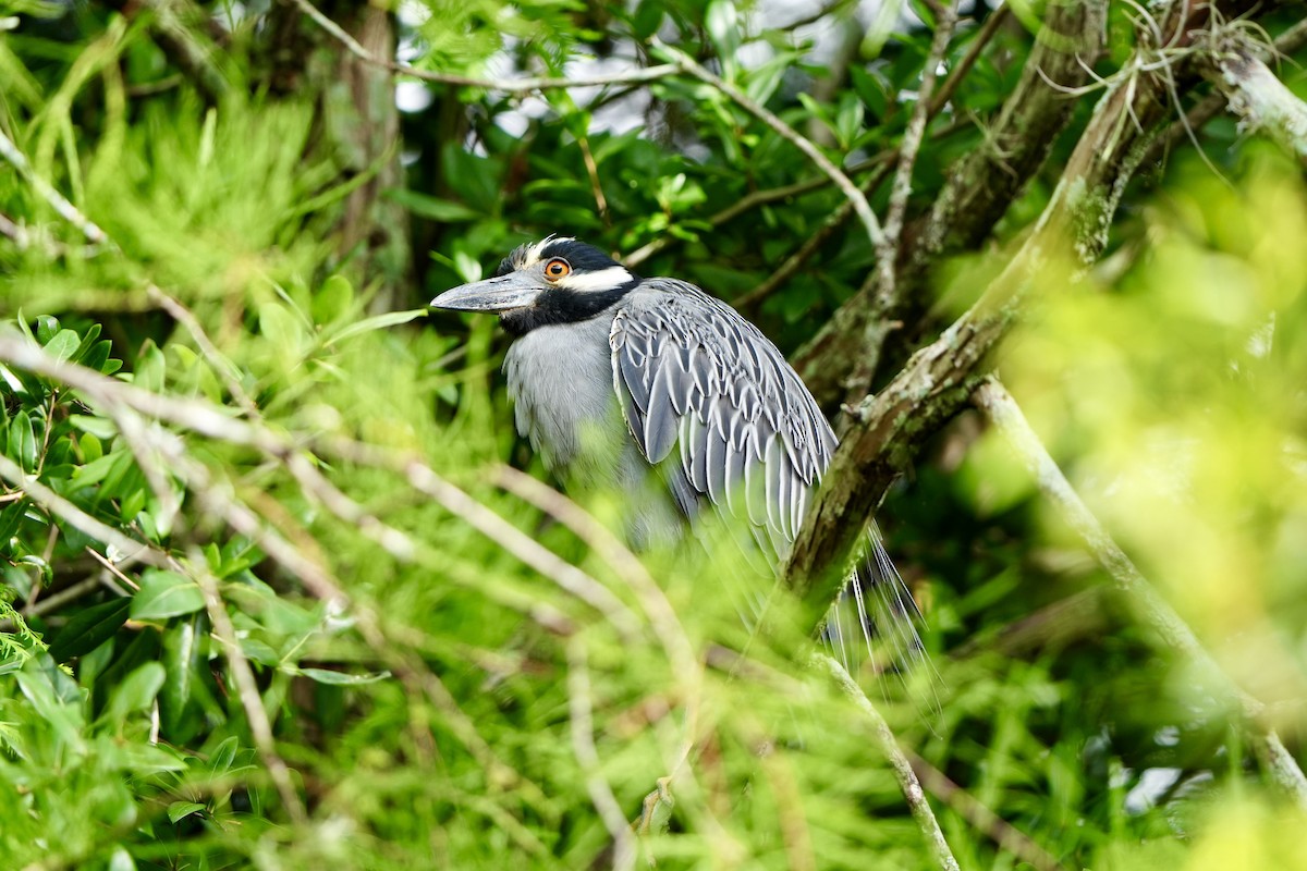 Yellow-crowned Night Heron - ML620680644