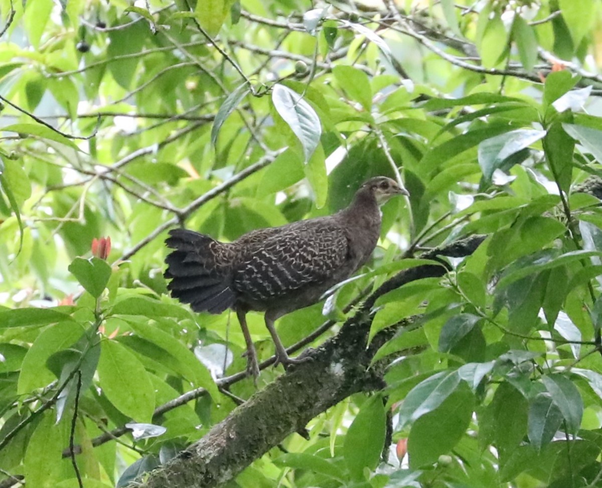 Green Junglefowl - ML620680645