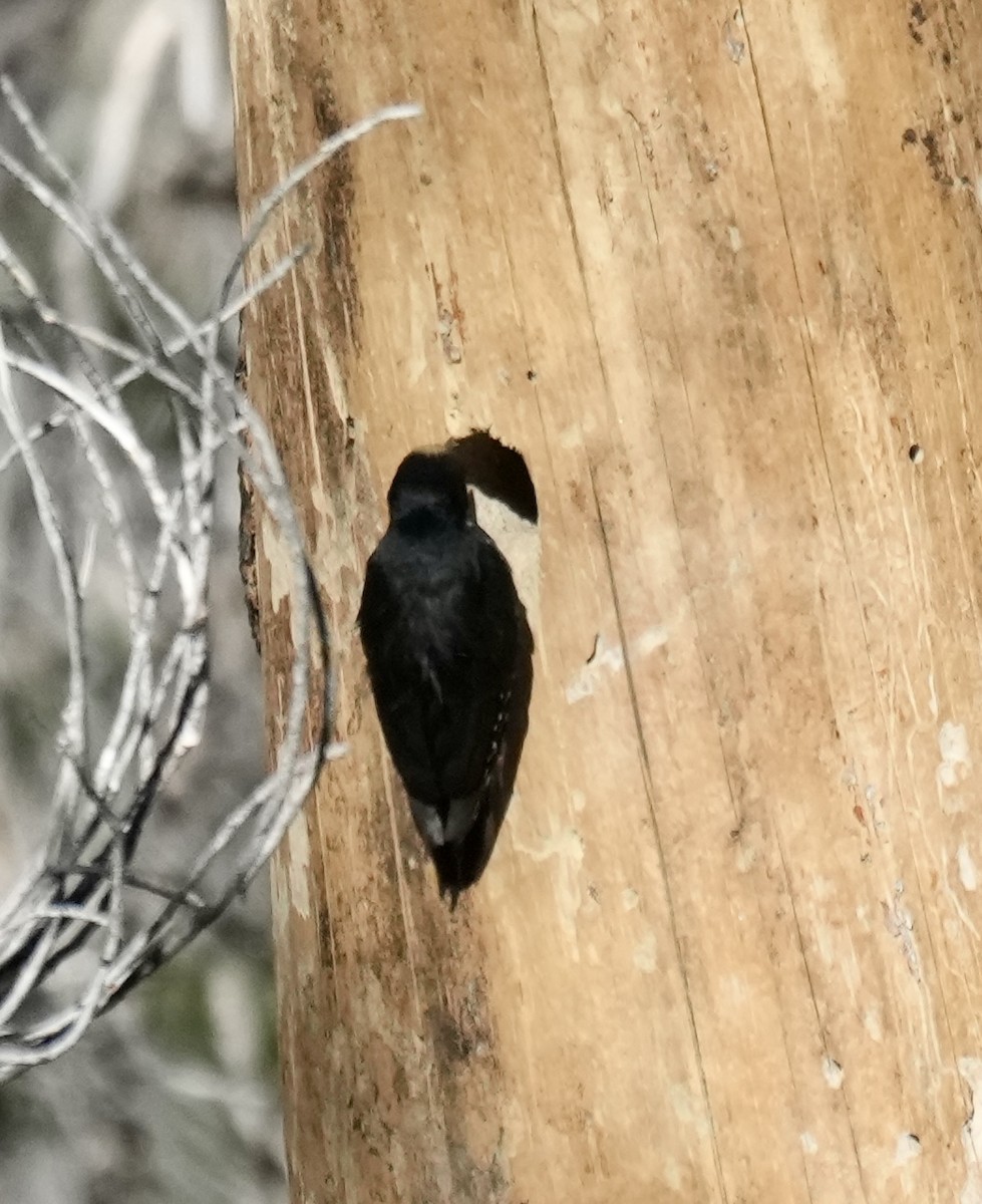 Black-backed Woodpecker - ML620680650