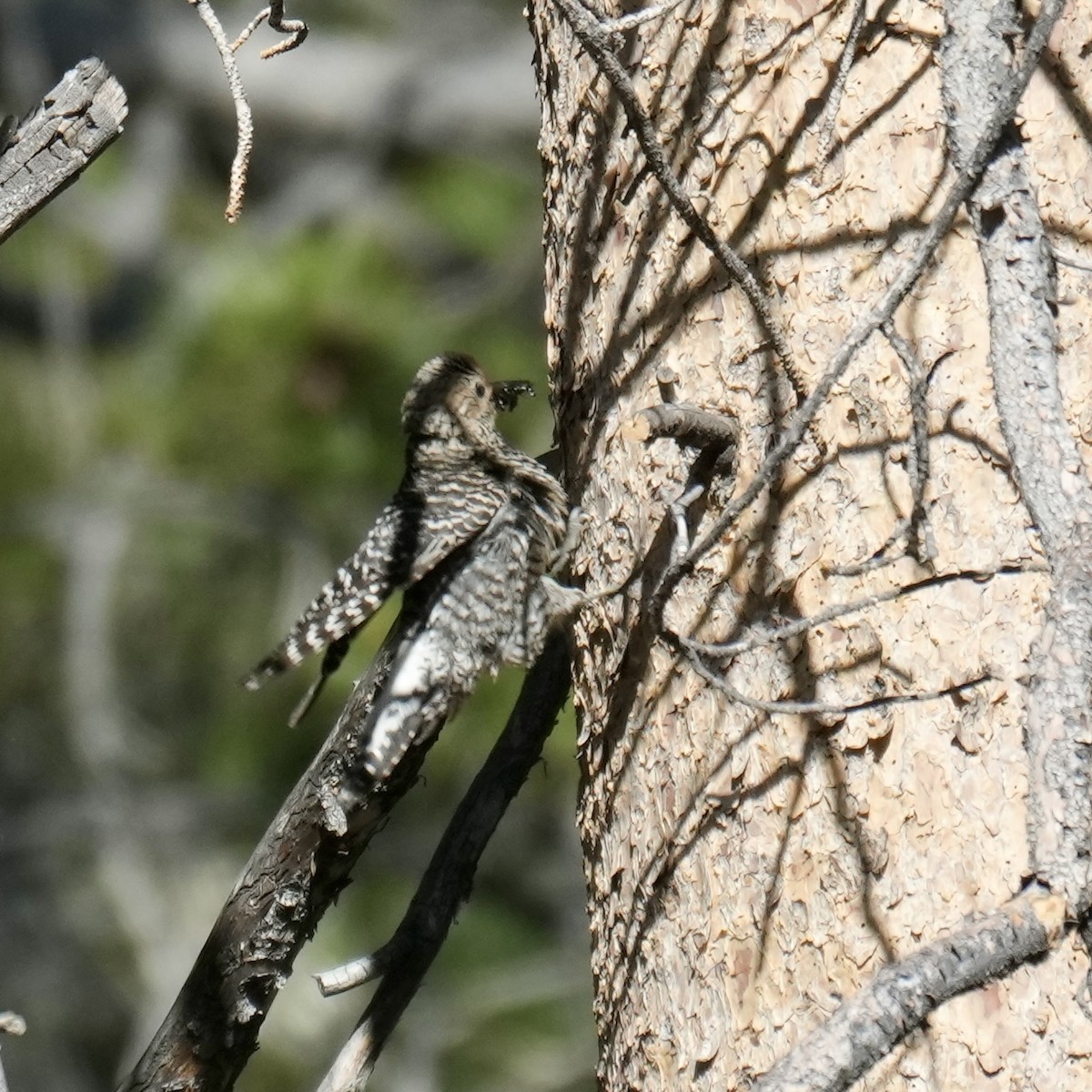 Williamson's Sapsucker - ML620680653