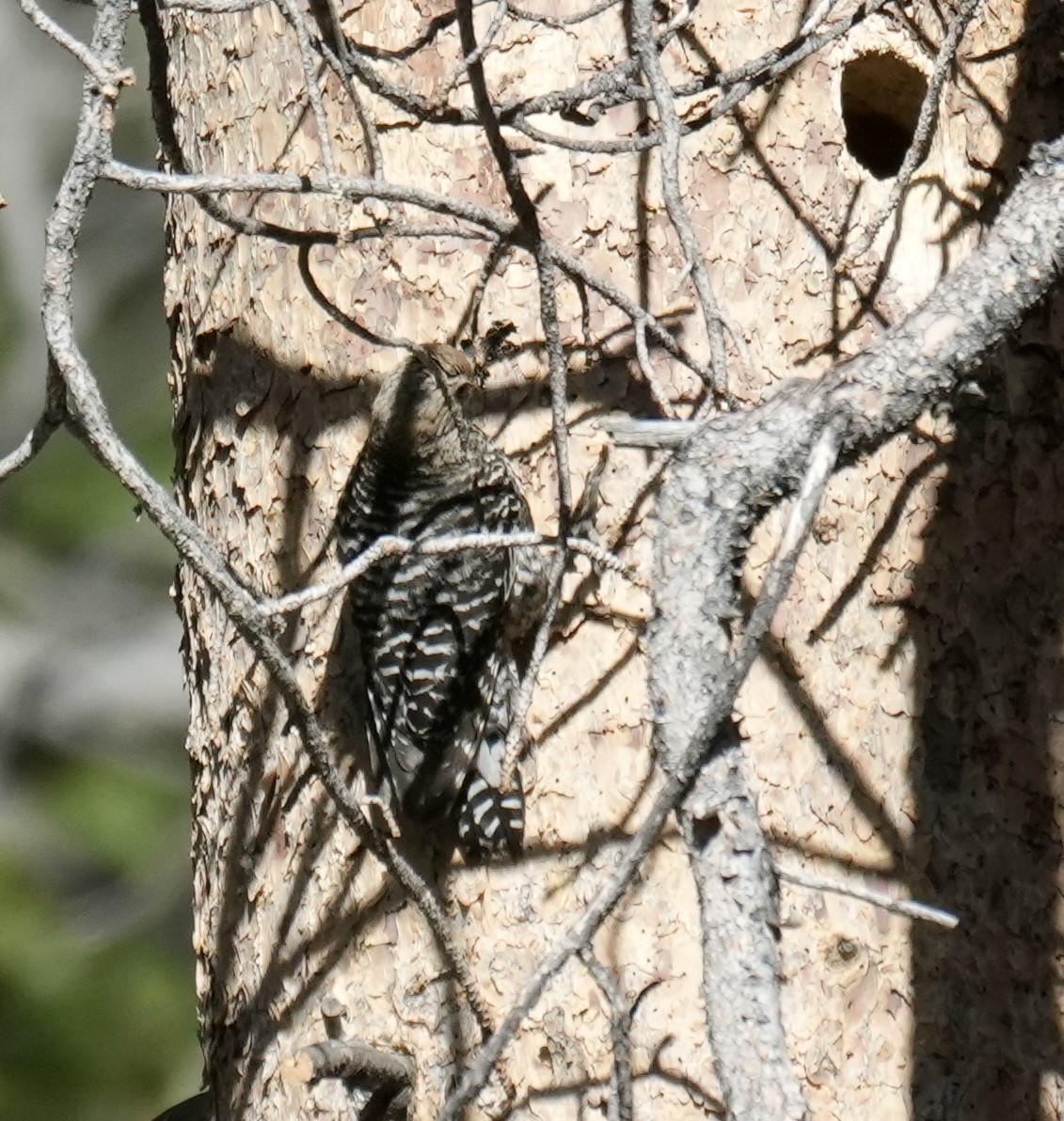 Williamson's Sapsucker - ML620680654