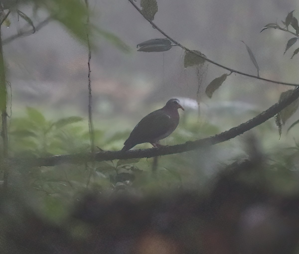 Asian Emerald Dove - ML620680659