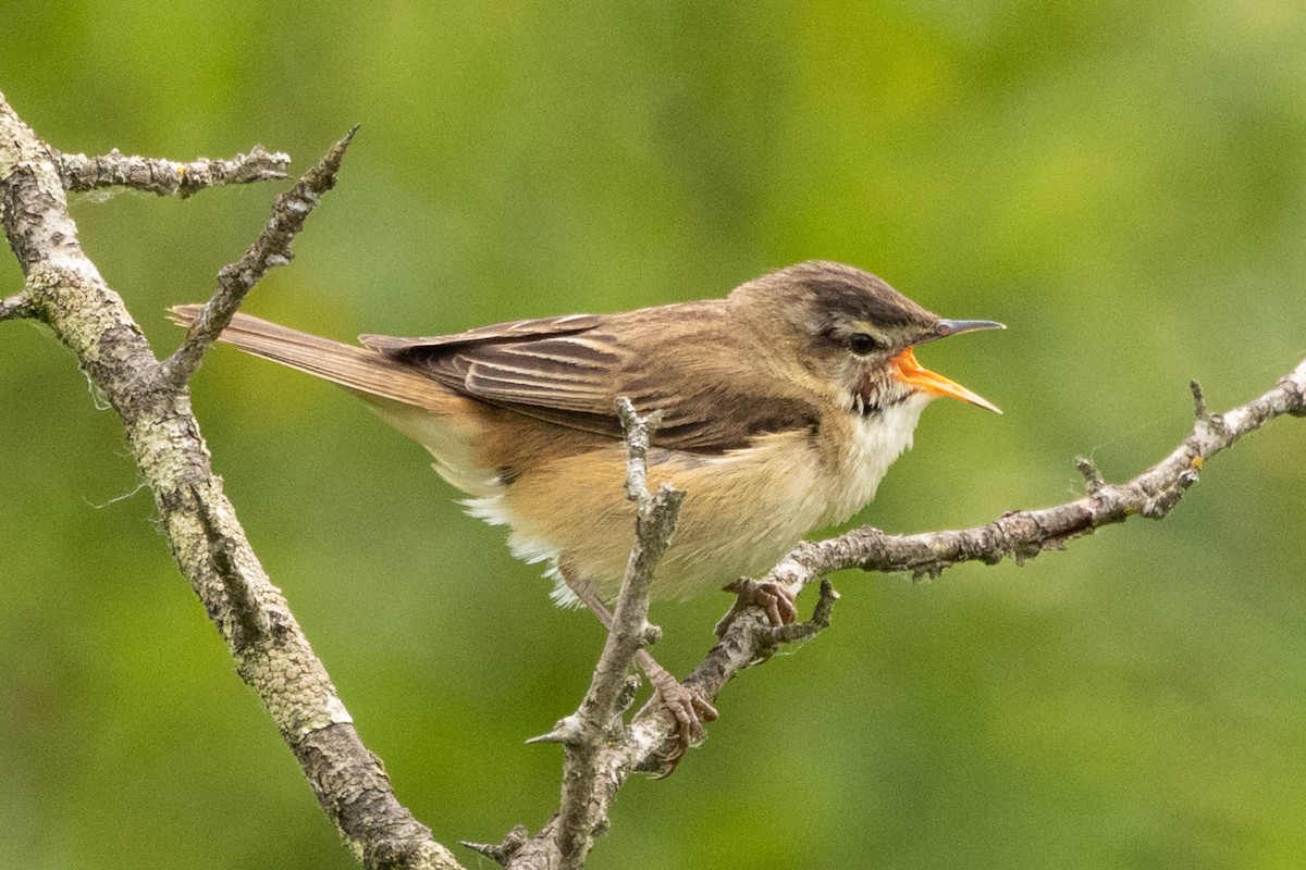 Sedge Warbler - ML620680662