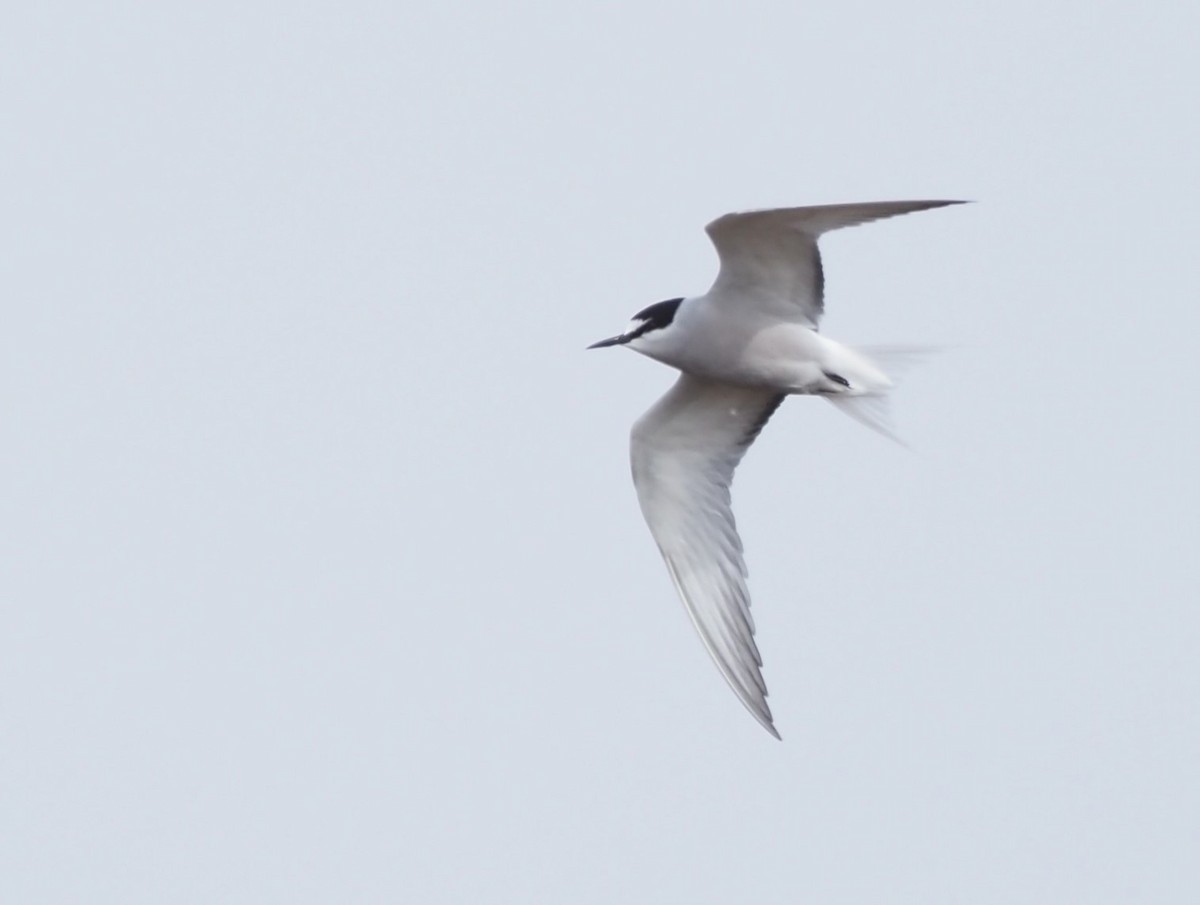 Arctic Tern - ML620680666