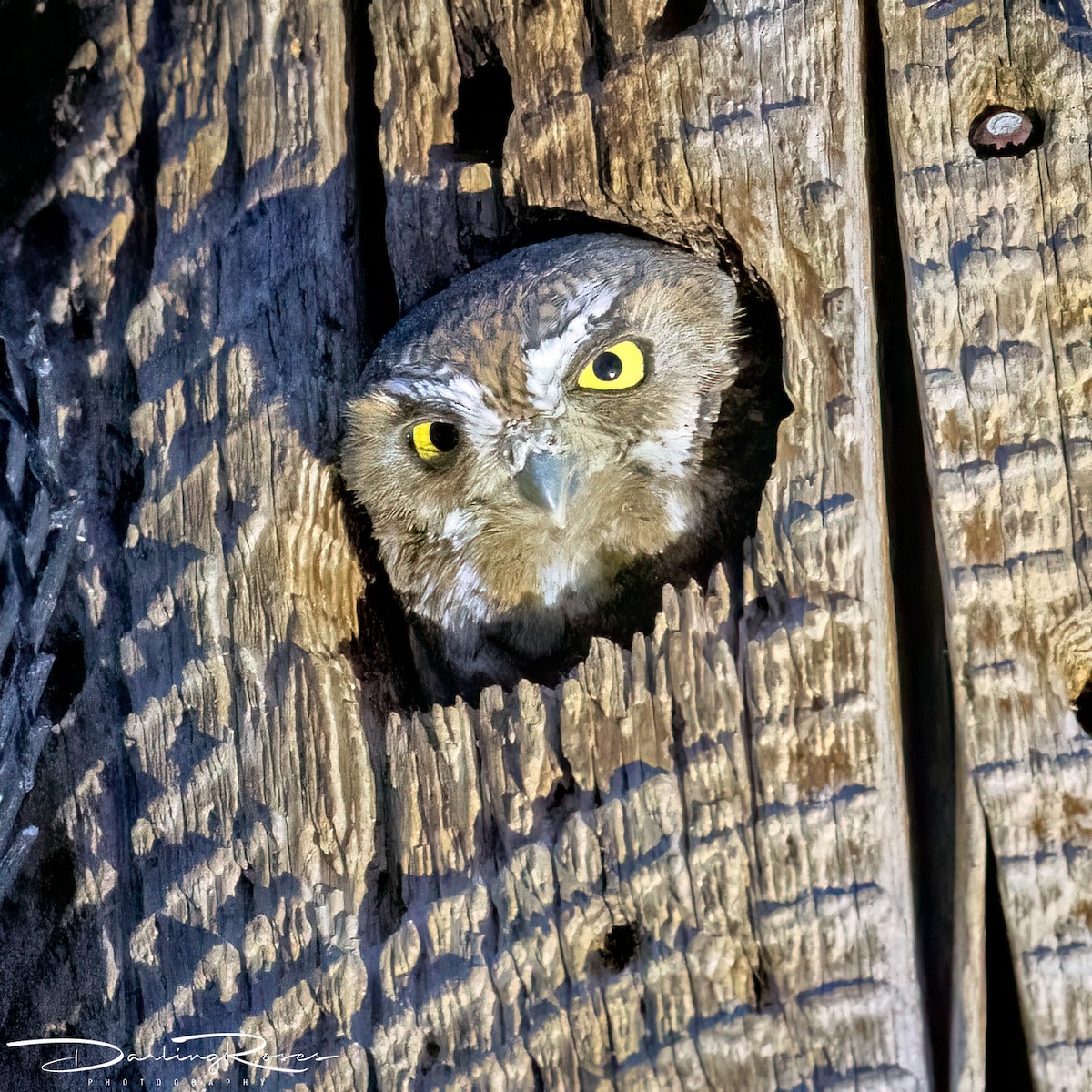 Elf Owl - ML620680670