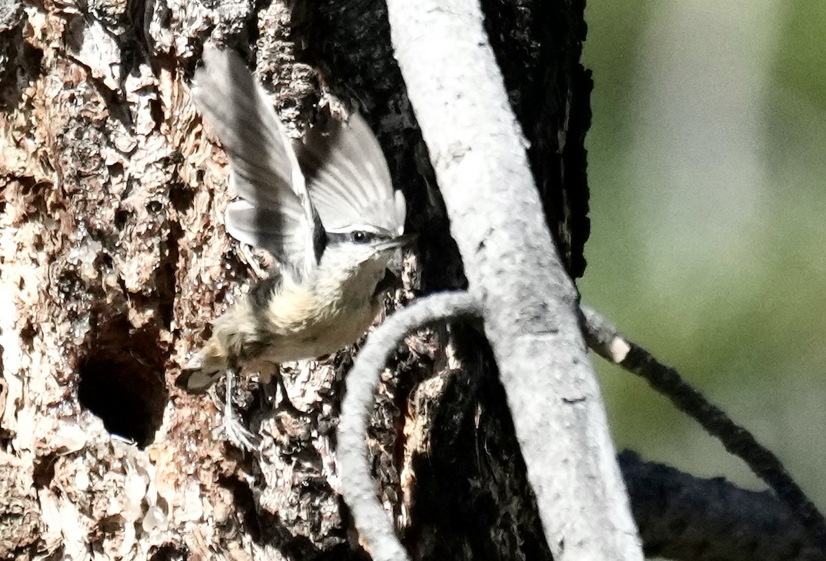 Red-breasted Nuthatch - ML620680672