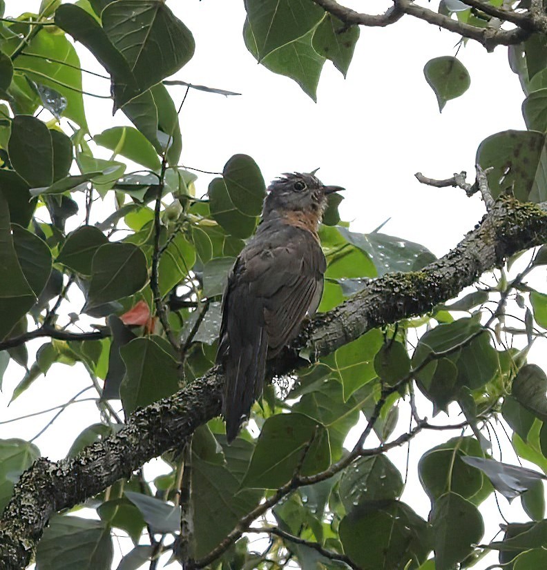 Brush Cuckoo (Sunda) - ML620680673