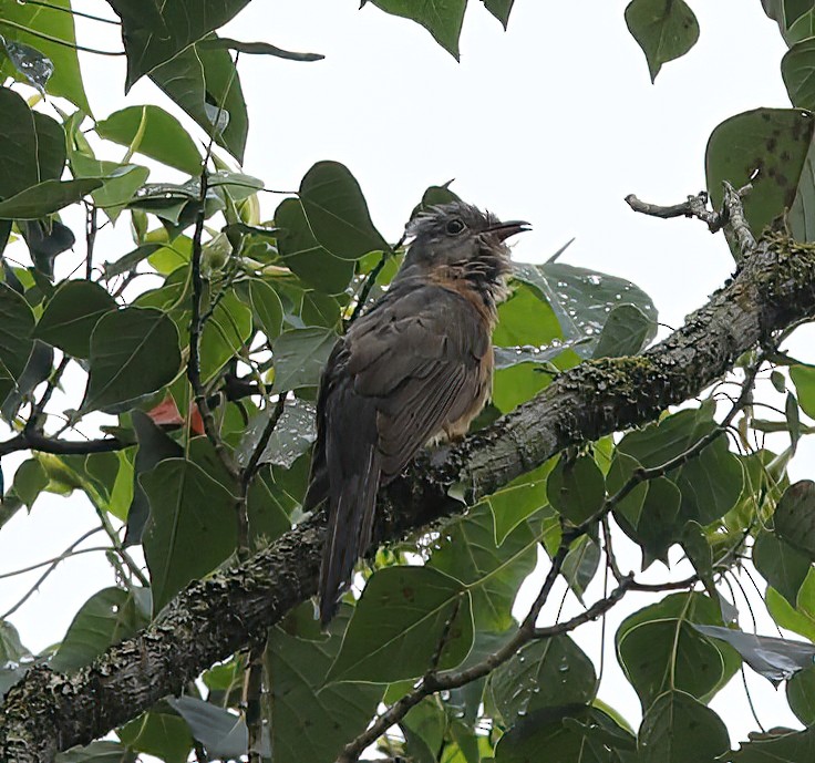 Cuco Varioloso (sepulcralis/everetti) - ML620680674