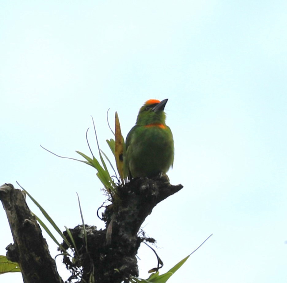 Flame-fronted Barbet - Rob Van Epps