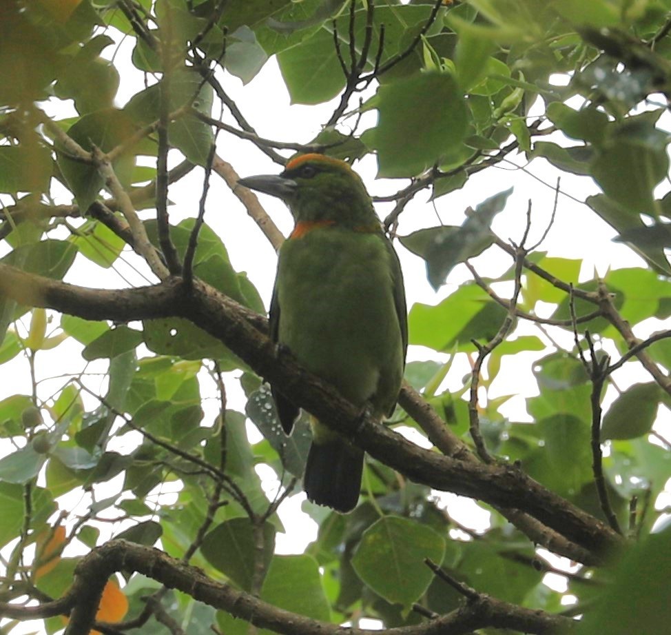 Flame-fronted Barbet - ML620680683