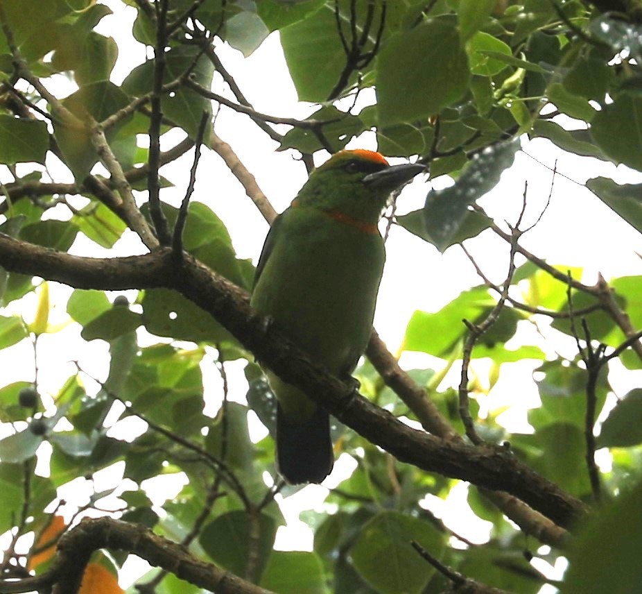 Flame-fronted Barbet - ML620680684