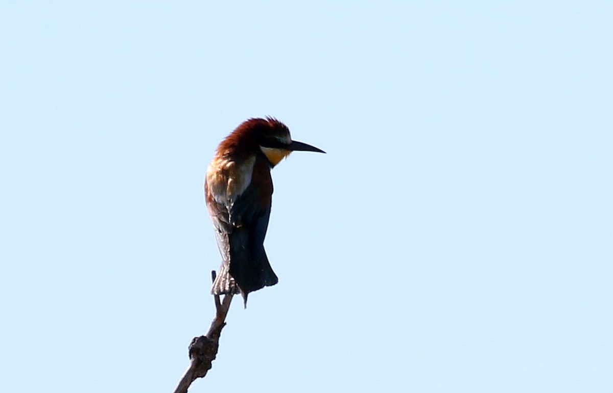 European Bee-eater - ML620680687