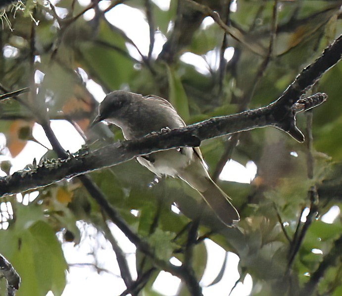Brown Honeyeater - ML620680688