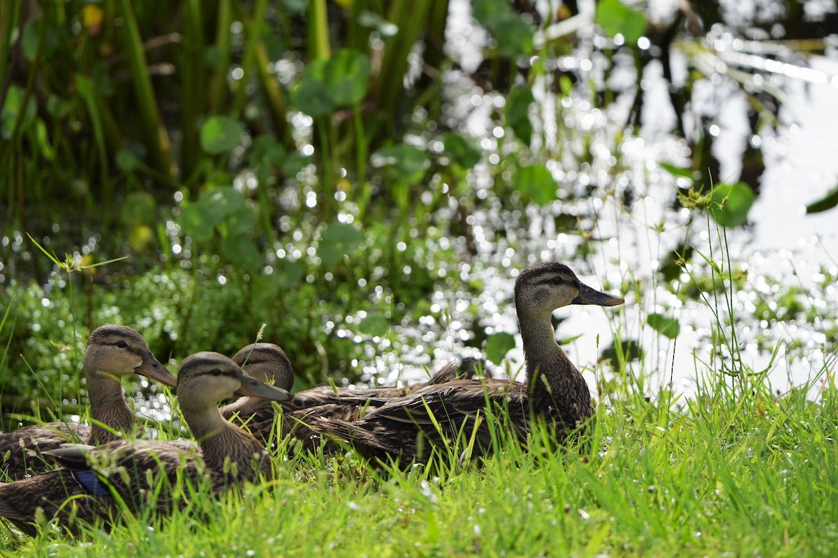 Mottled Duck - ML620680691