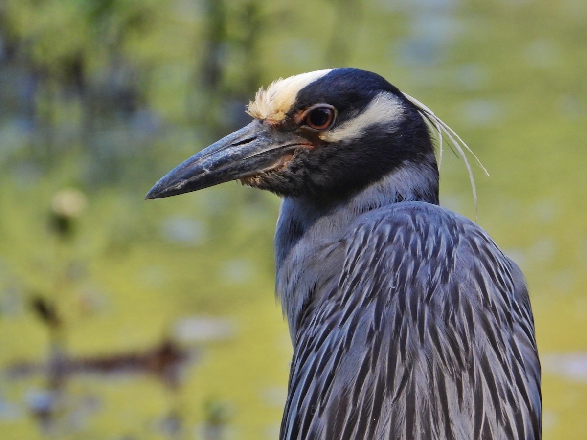 Yellow-crowned Night Heron - ML620680693