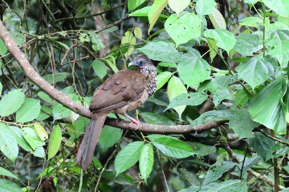 Speckled Chachalaca - ML620680696