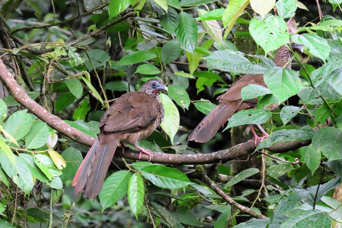 Speckled Chachalaca - ML620680697