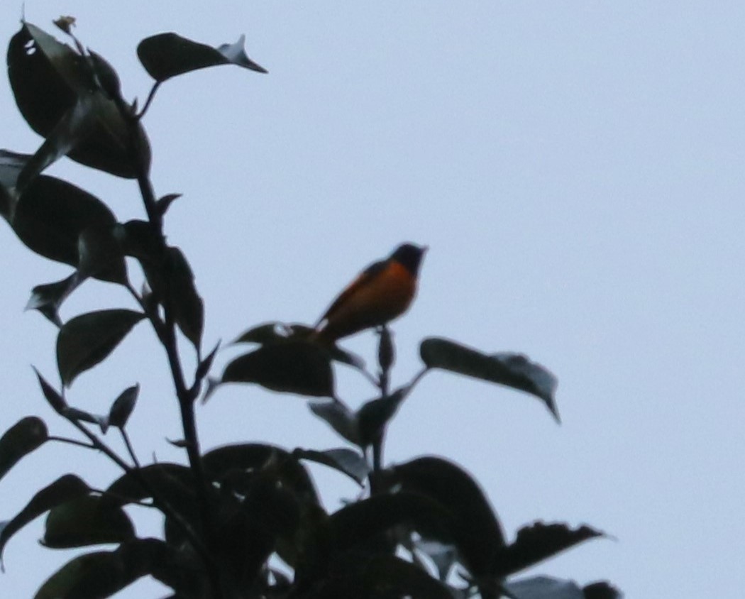 Scarlet Minivet (Javan) - ML620680700