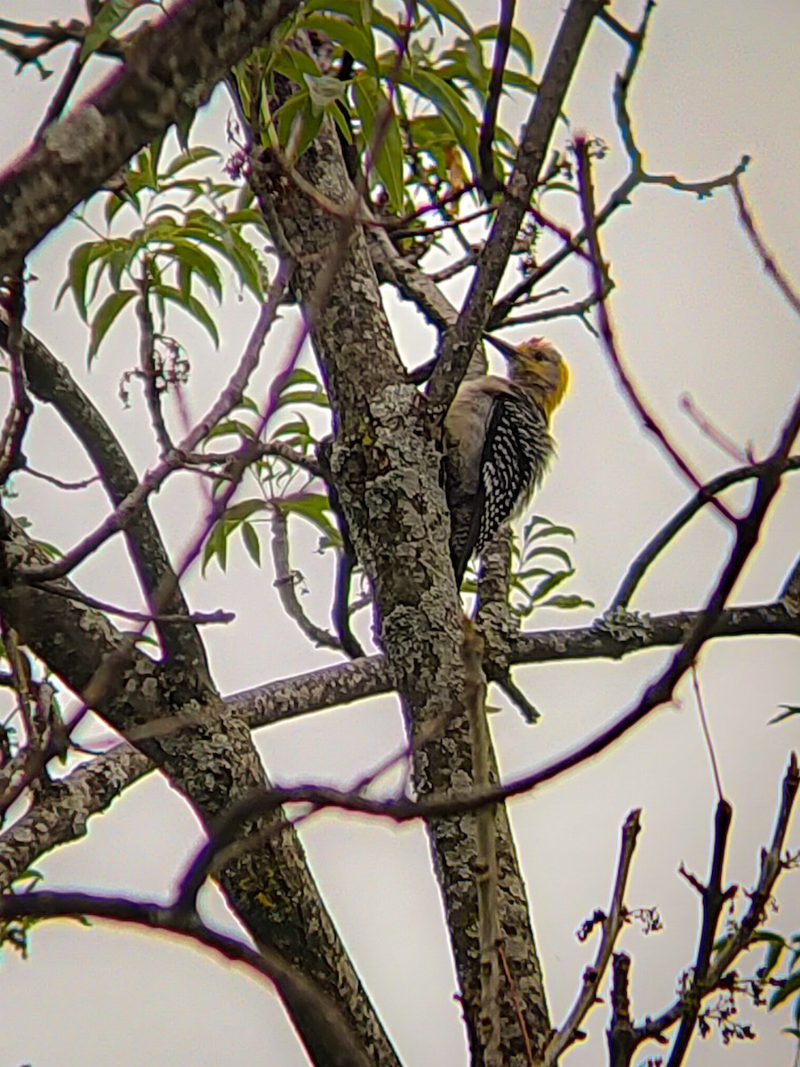 Golden-fronted Woodpecker - ML620680701