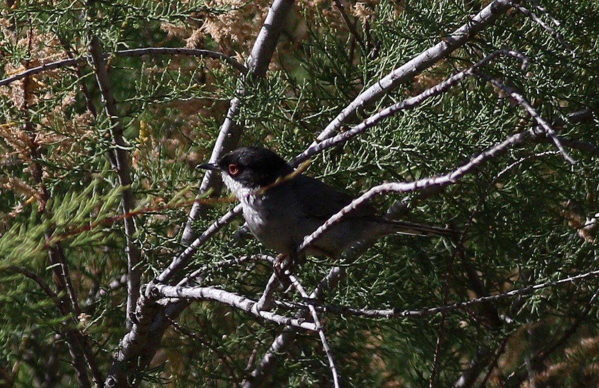 Sardinian Warbler - ML620680709