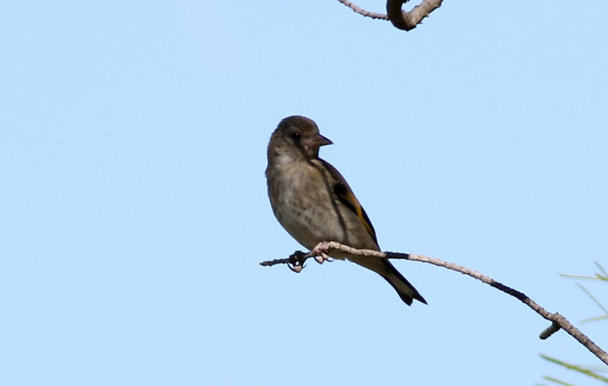 Chardonneret élégant - ML620680713