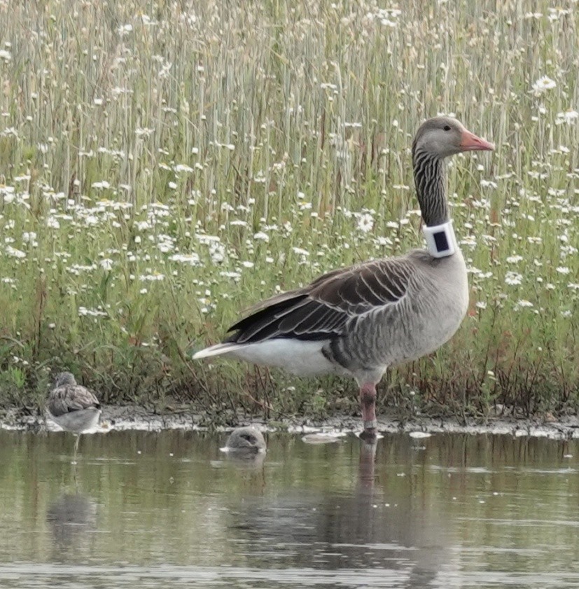 Graylag Goose - ML620680715