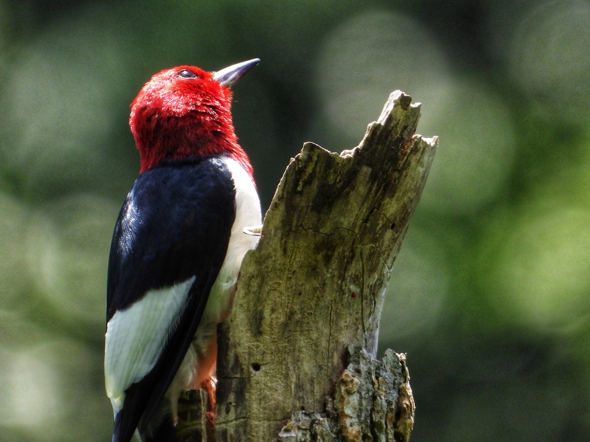 Red-headed Woodpecker - ML620680716