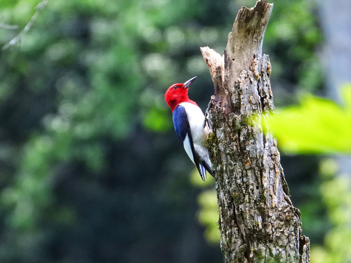 Red-headed Woodpecker - ML620680717
