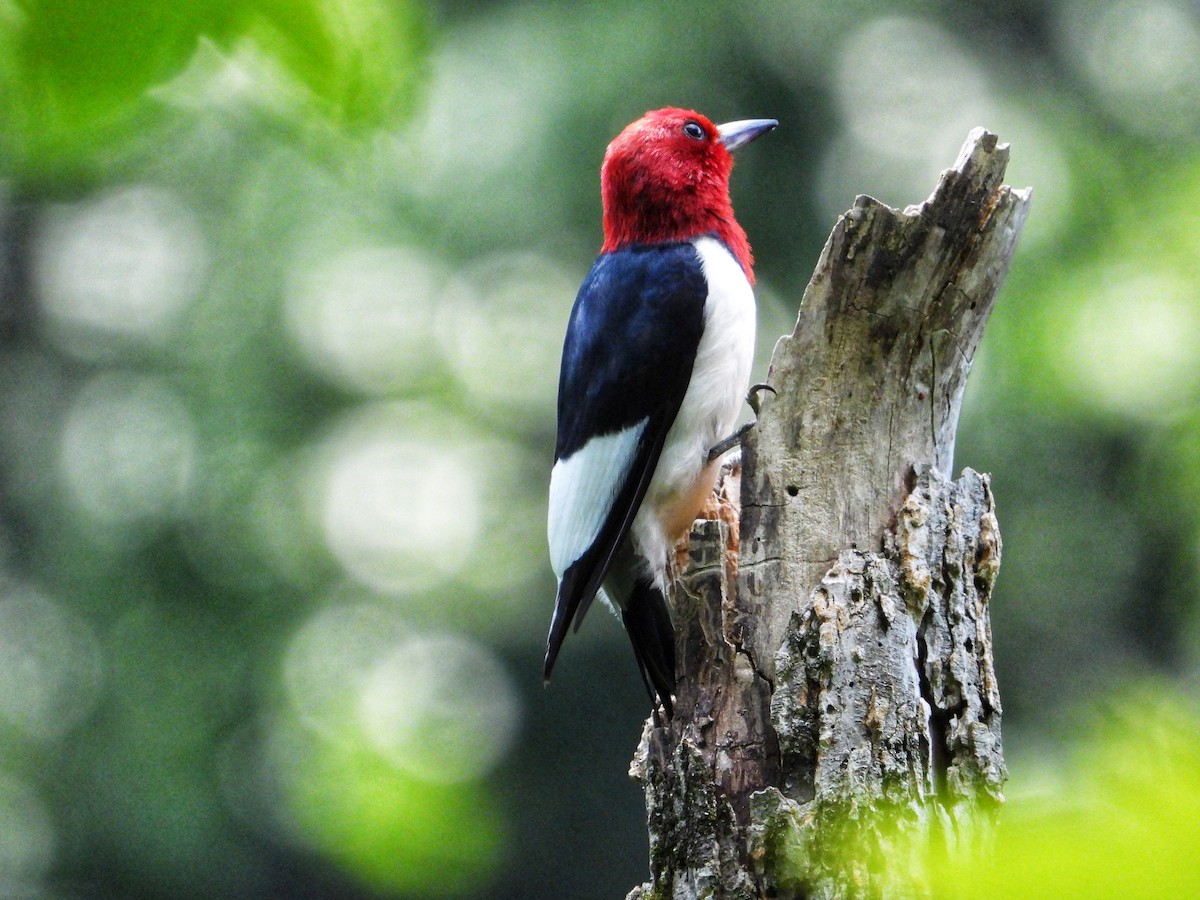 Red-headed Woodpecker - ML620680718