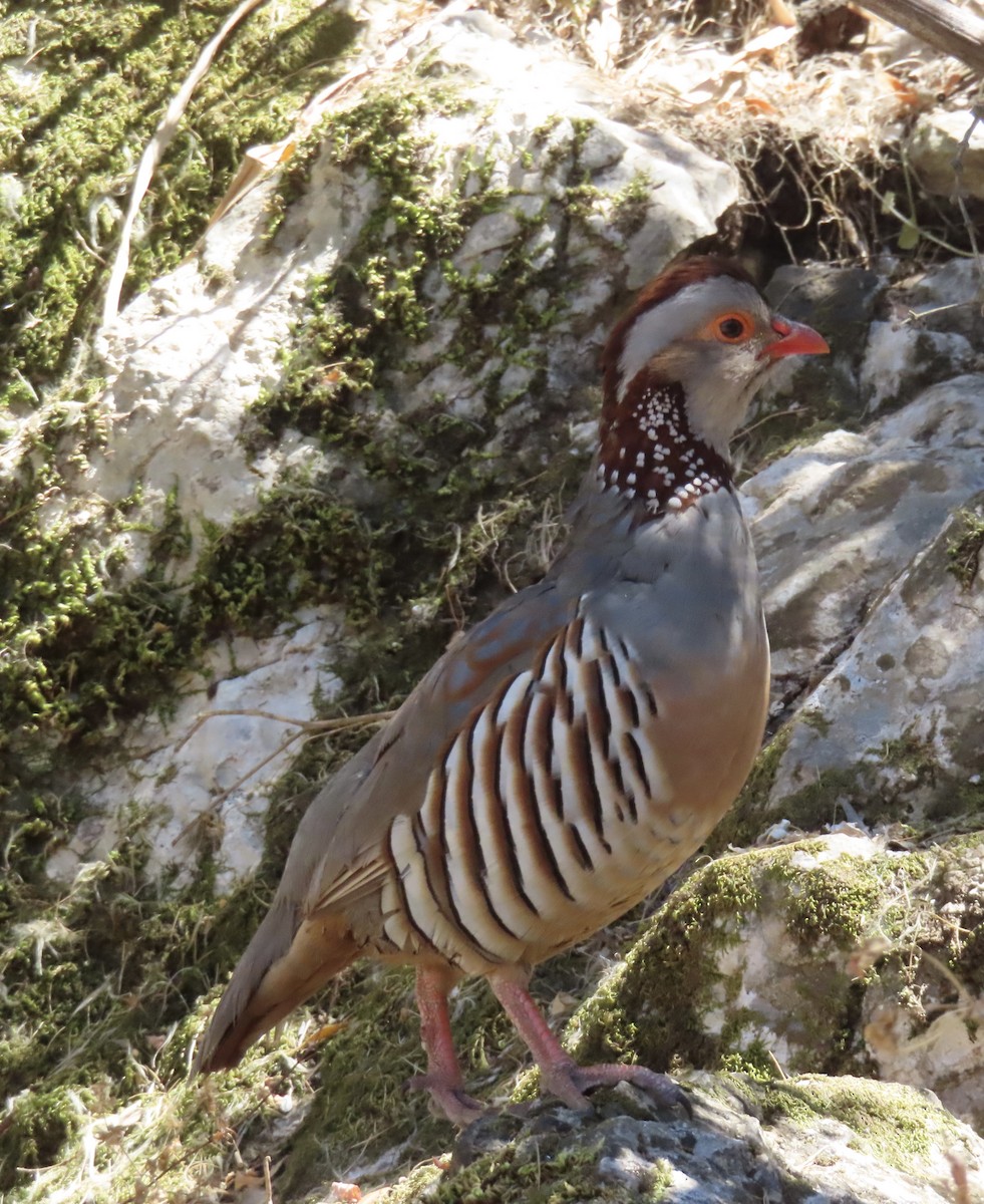 Barbary Partridge - ML620680726