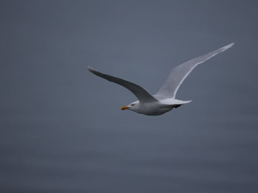 Glaucous Gull - ML620680734