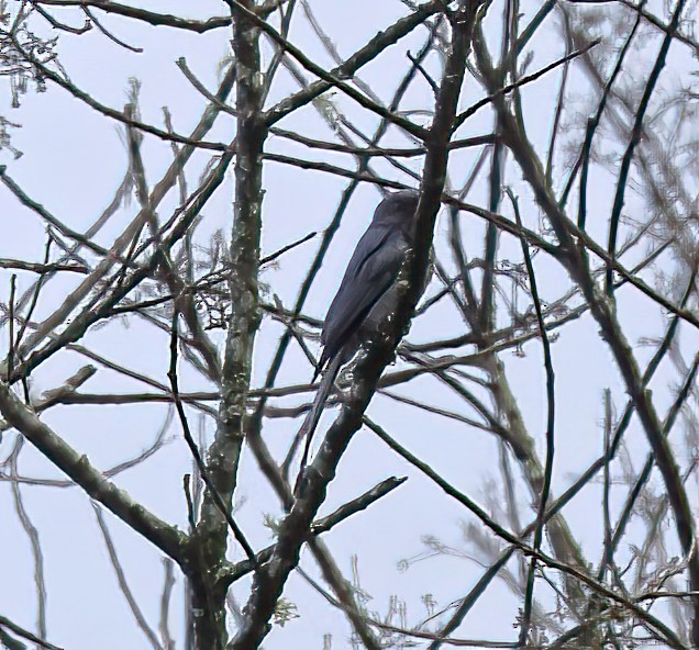 Oriental Cuckooshrike (Javan) - ML620680739