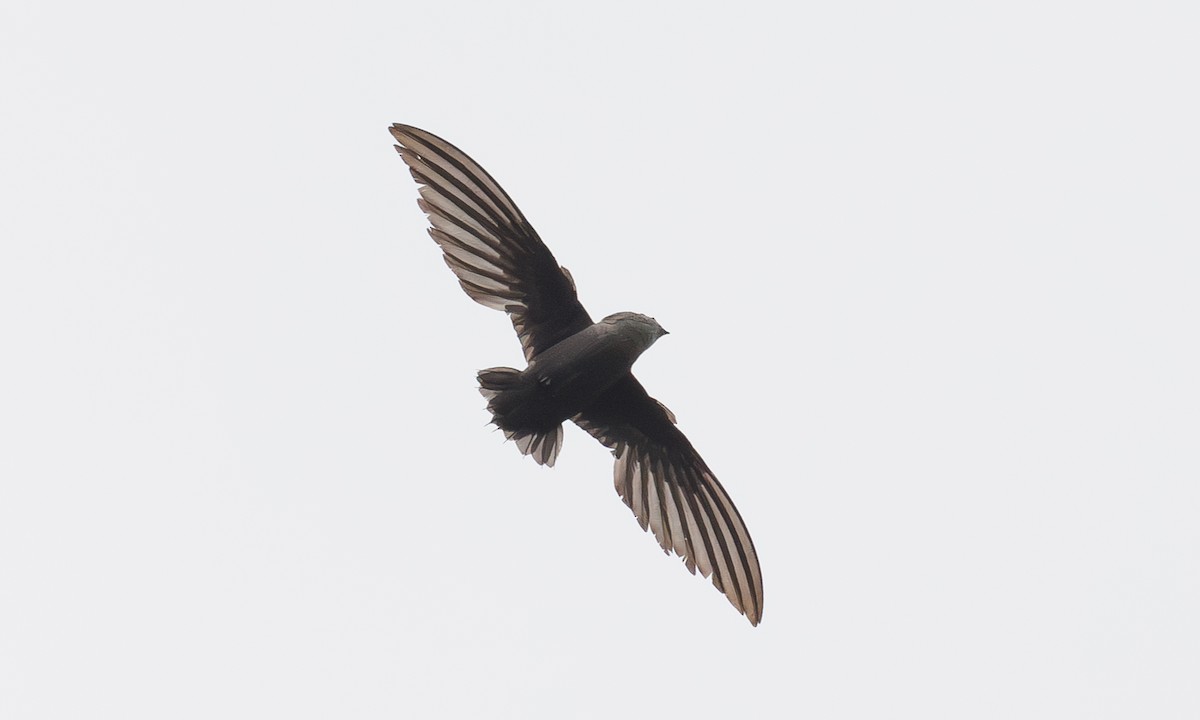 Chimney Swift - Steve Kelling