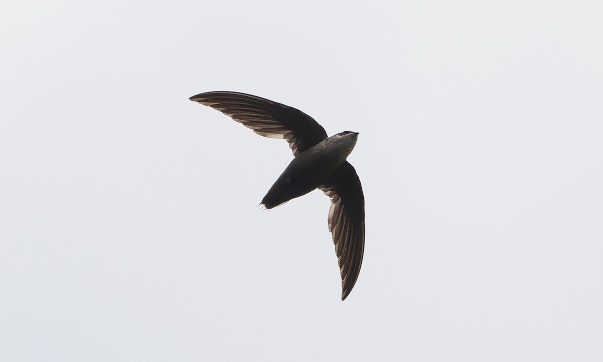 Chimney Swift - ML620680741