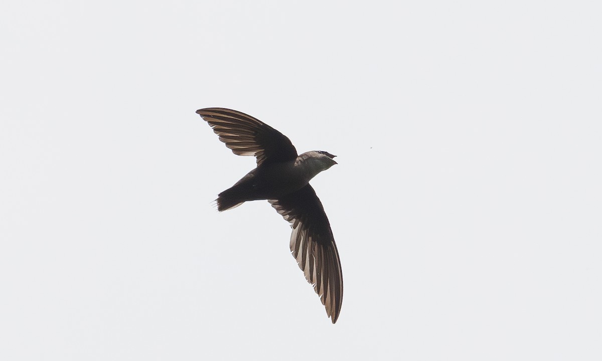 Chimney Swift - ML620680742