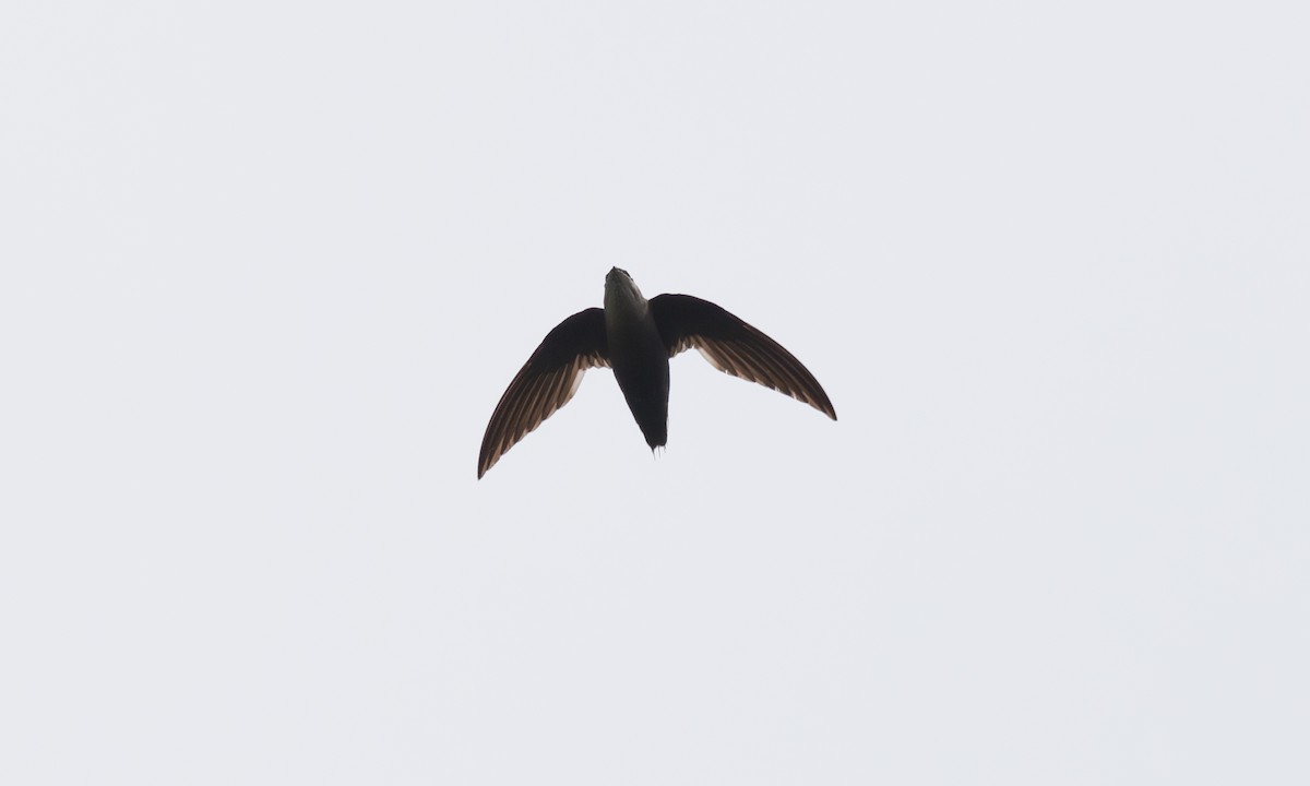 Chimney Swift - ML620680743