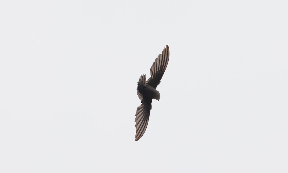 Chimney Swift - Steve Kelling