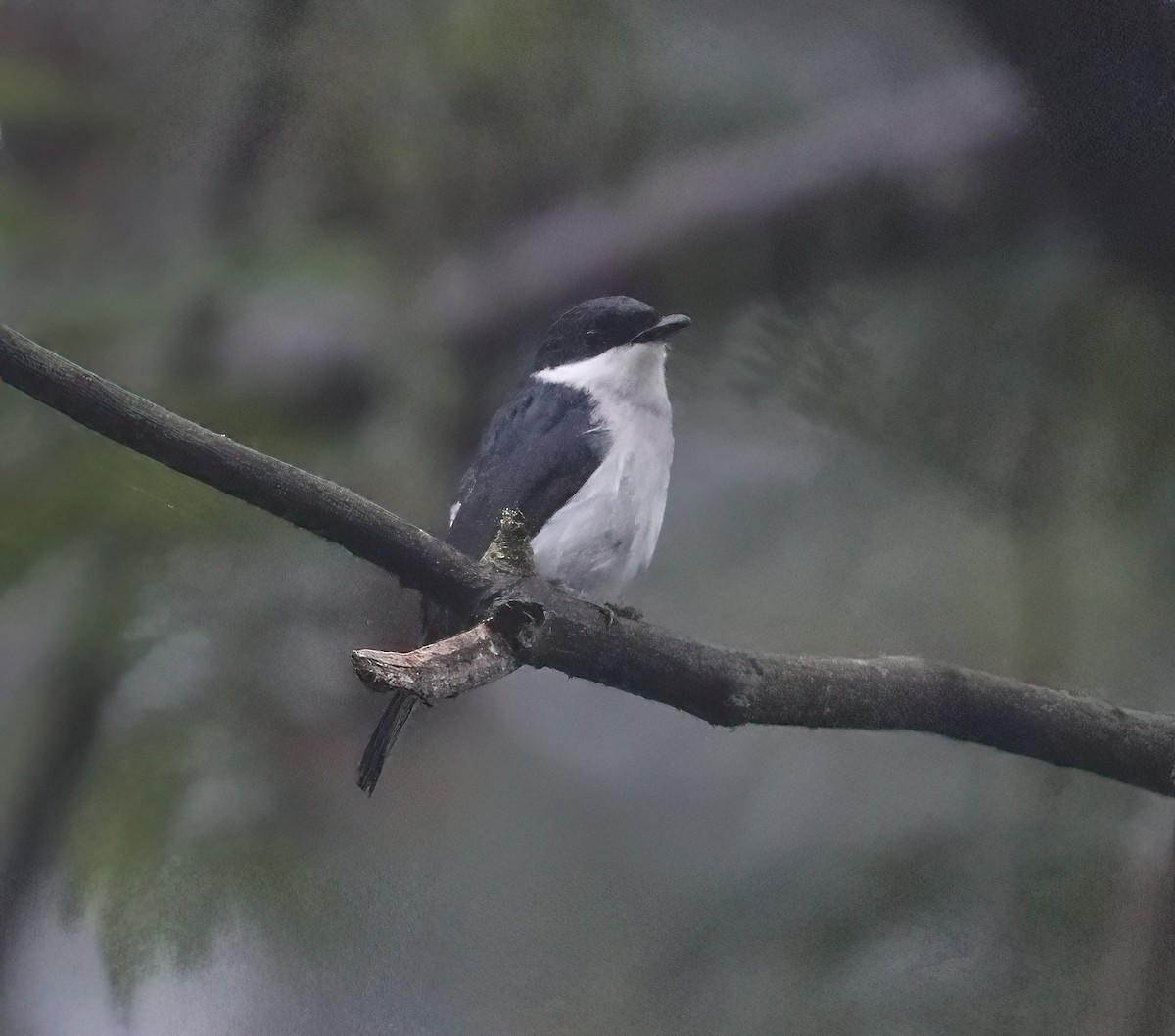 Black-winged Flycatcher-shrike - ML620680752