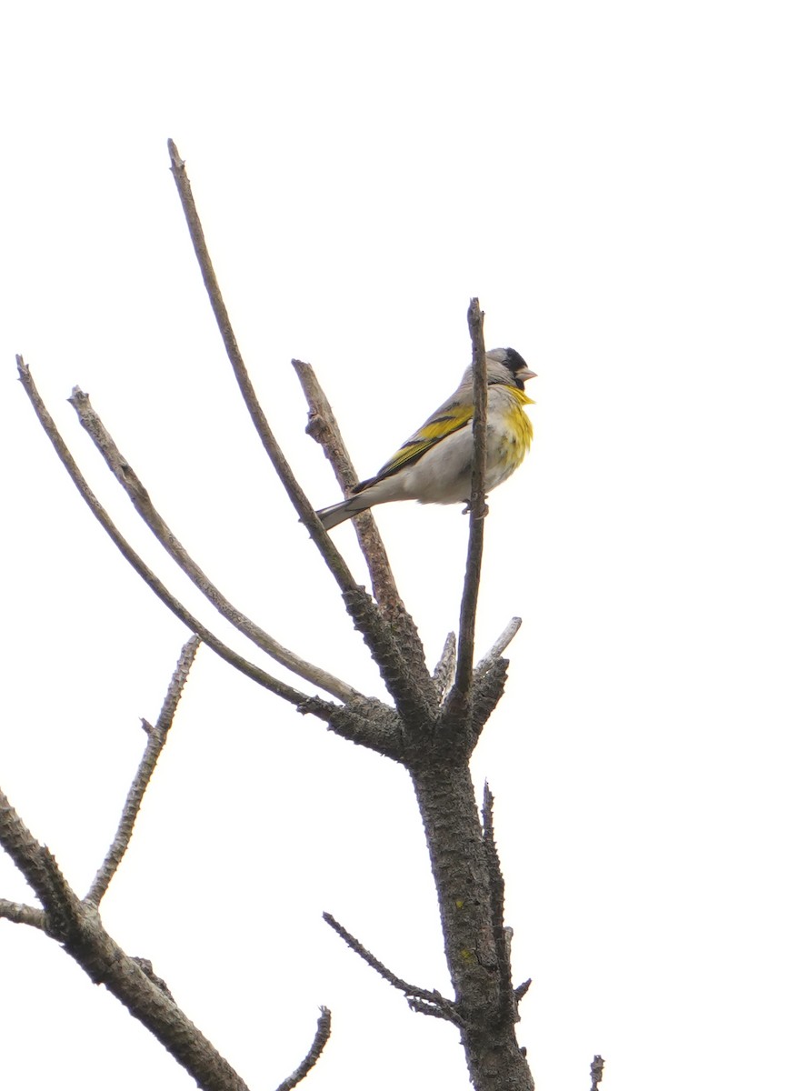 Lawrence's Goldfinch - ML620680755