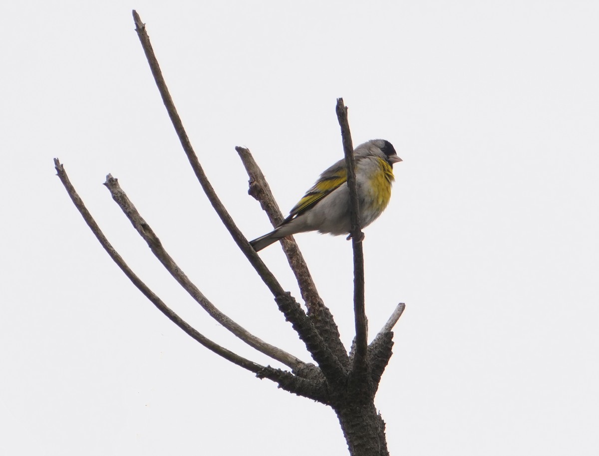 Lawrence's Goldfinch - ML620680756