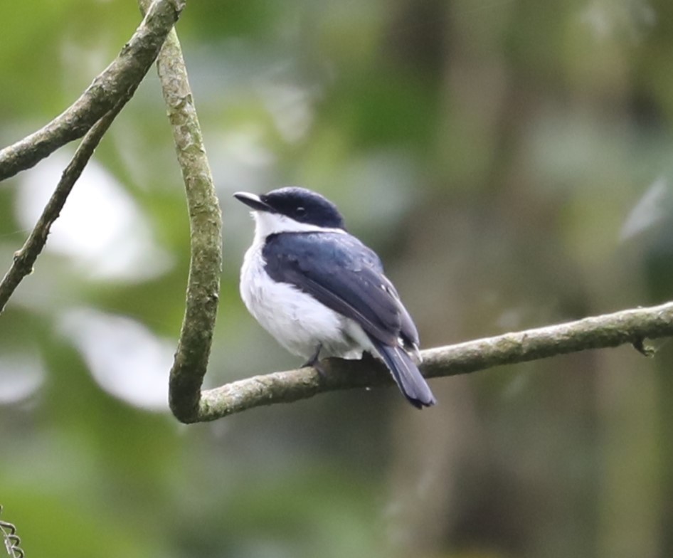 Black-winged Flycatcher-shrike - ML620680764