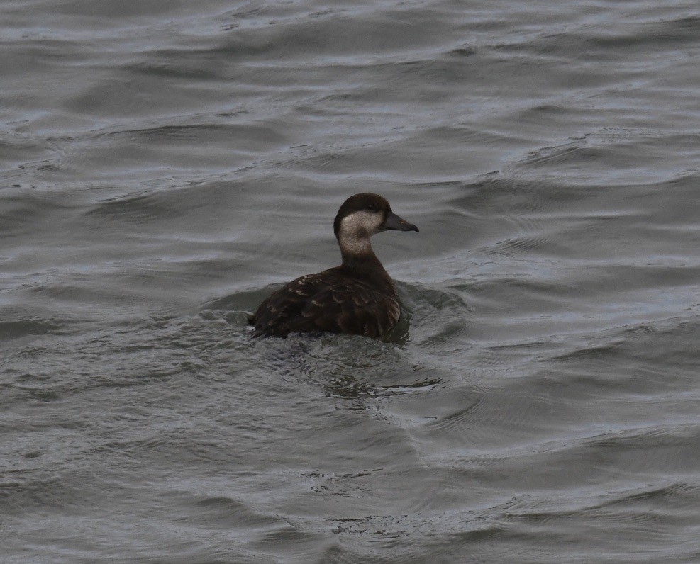 Black Scoter - ML620680766