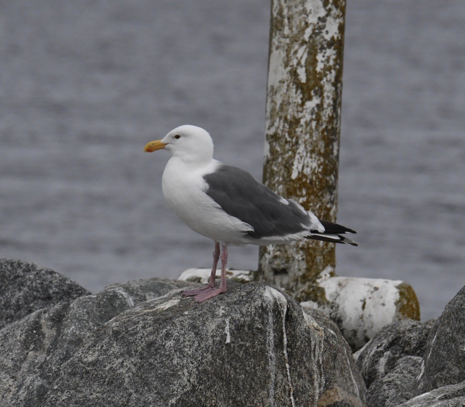 Goéland d'Audubon - ML620680770