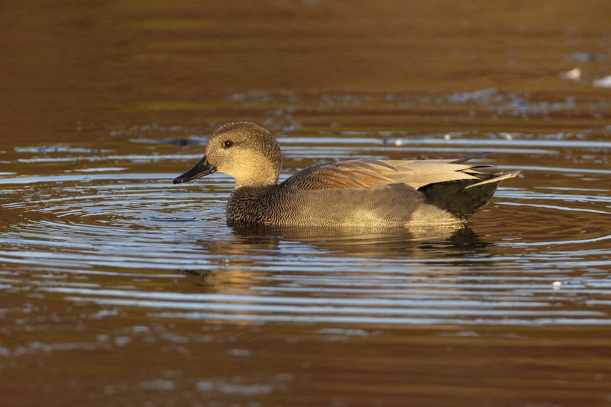 Canard chipeau - ML620680772