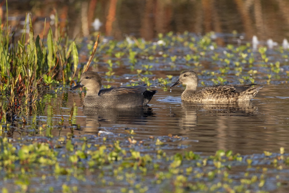 Gadwall - ML620680773