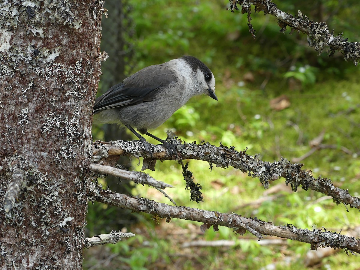 Canada Jay - ML620680774