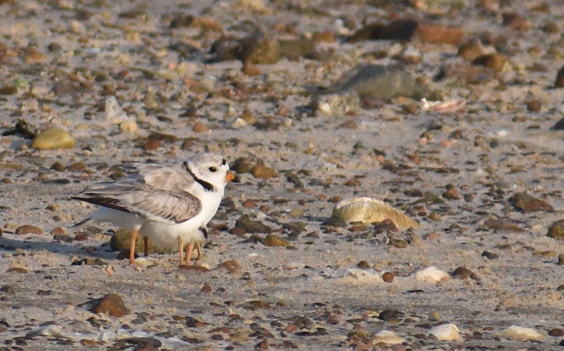 Piping Plover - ML620680779